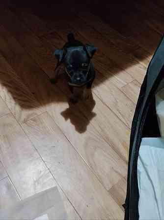 Животные Донецк