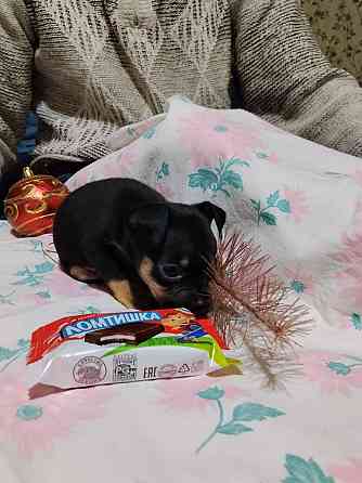 Животные Донецк