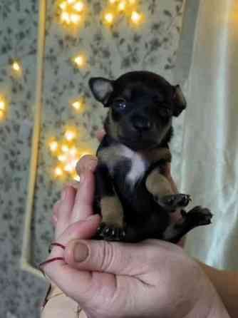 Животные Донецк