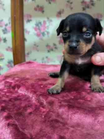 Животные Донецк