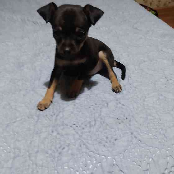 Животные Донецк