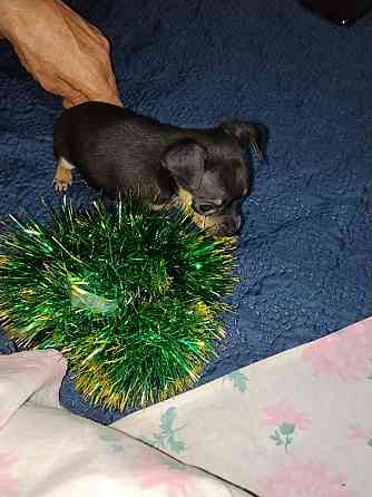 Животные Донецк