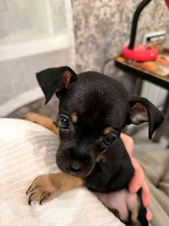 Животные Донецк