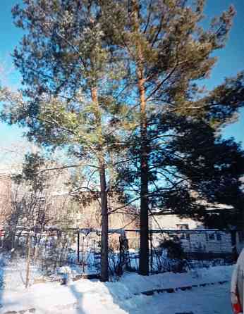 Сосны (2 дерева) бесплатно Донецк