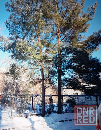 Сосны (2 дерева) бесплатно Донецк - изображение 1