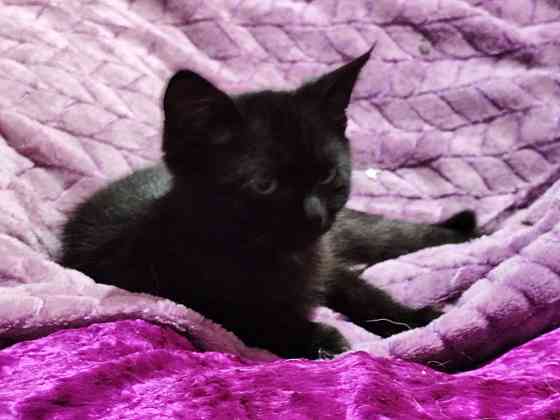 Отдам котят мальчики Донецк