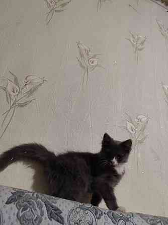 Отдам котят мальчики Донецк