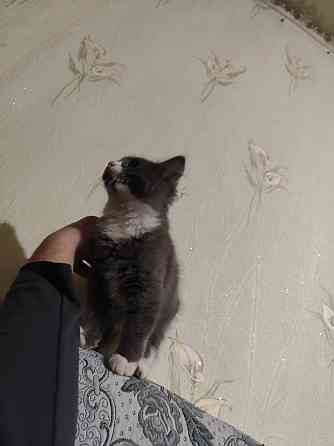 Отдам котят мальчики Донецк