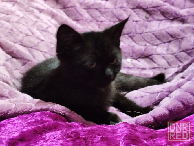 Отдам котят мальчики Донецк - изображение 2