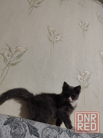 Отдам котят мальчики Донецк - изображение 3