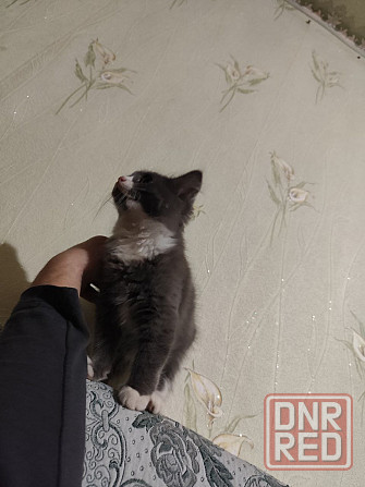 Отдам котят мальчики Донецк - изображение 4