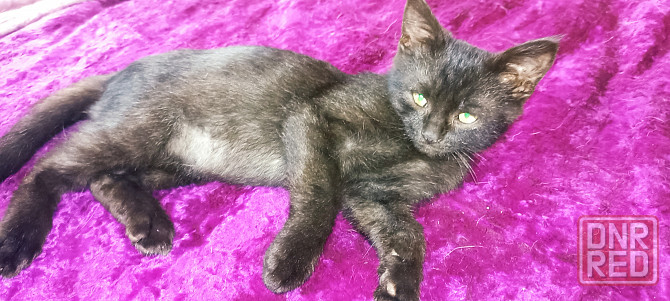 Отдам котят мальчики Донецк - изображение 1