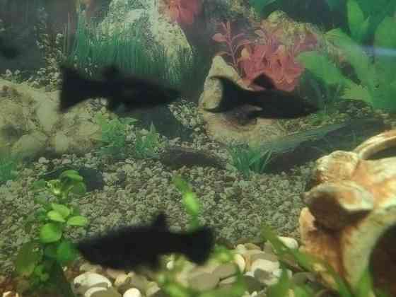 Аквариумные оыбки Донецк