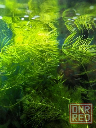 Аквариумные оыбки Донецк - изображение 3