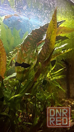 Аквариумные оыбки Донецк - изображение 2