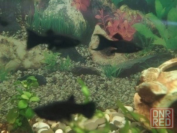 Аквариумные оыбки Донецк - изображение 1