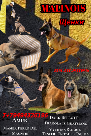 Малинуа Бельгийская овчарка Донецк