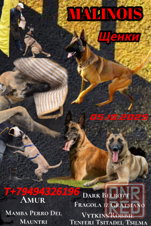 Малинуа Бельгийская овчарка Донецк - изображение 1