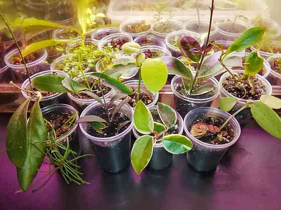 Хойи цветные Донецк