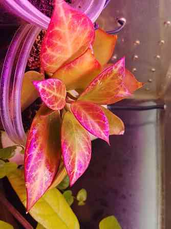 Хойи цветные Донецк