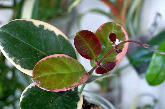 Хойи цветные Донецк