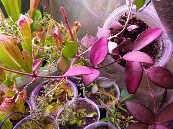 Хойи цветные Донецк