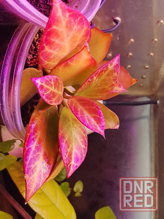 Хойи цветные Донецк - изображение 1