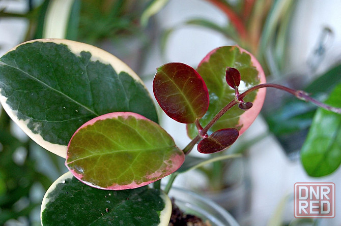 Хойи цветные Донецк - изображение 4