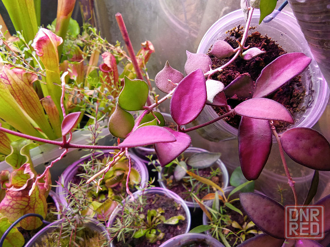 Хойи цветные Донецк - изображение 5