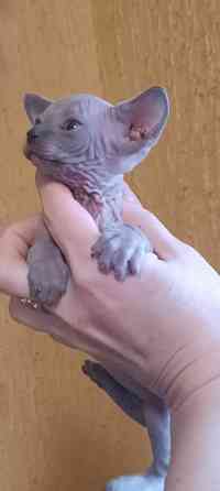 Голубые сфинксы с документами Донецк