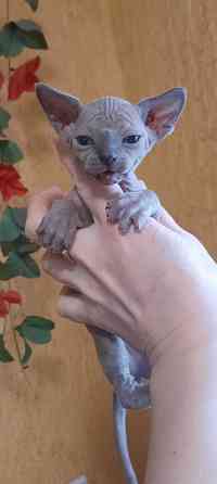 Голубые сфинксы с документами Донецк