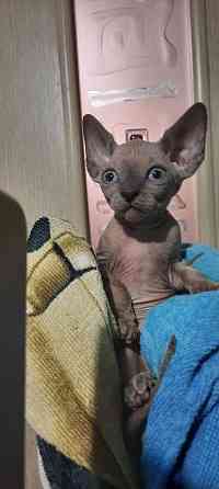 Голубые сфинксы с документами Донецк