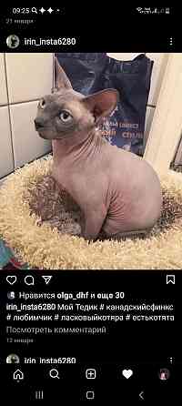 Голубые сфинксы с документами Донецк