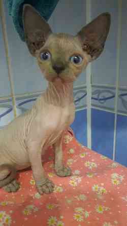 Голубые сфинксы с документами Донецк