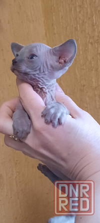 Голубые сфинксы с документами Донецк - изображение 2