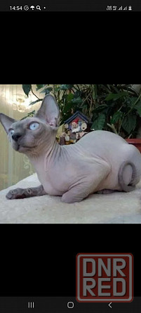 Голубые сфинксы с документами Донецк - изображение 4