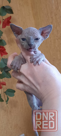 Голубые сфинксы с документами Донецк - изображение 1