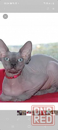 Голубые сфинксы с документами Донецк - изображение 7