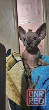 Голубые сфинксы с документами Донецк - изображение 3