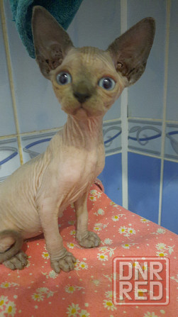 Голубые сфинксы с документами Донецк - изображение 5