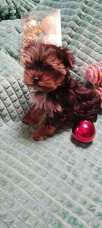 Продаются щенки йорка Донецк