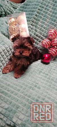 Продаются щенки йорка Донецк - изображение 8