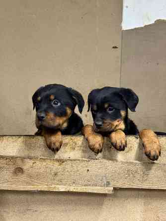 продам щенков Амвросиевка