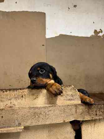 продам щенков Амвросиевка