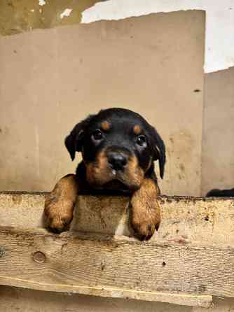 продам щенков Амвросиевка