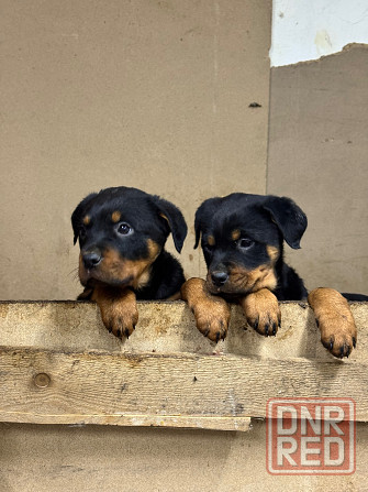 продам щенков Амвросиевка - изображение 1