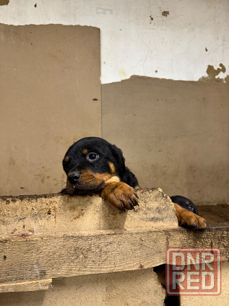 продам щенков Амвросиевка - изображение 2