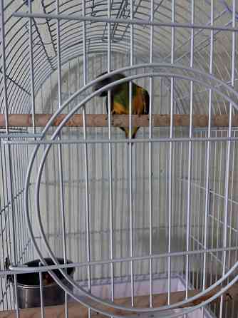 Продам попугая Донецк