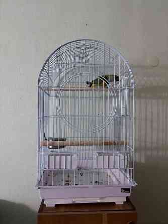 Продам попугая Донецк