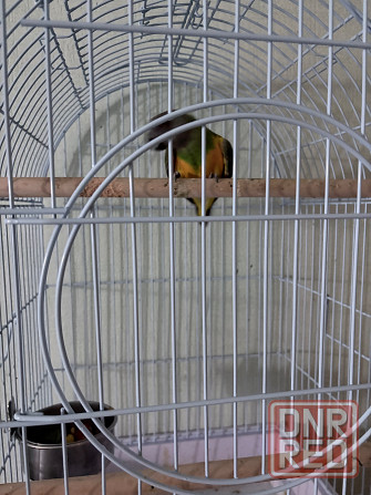Продам попугая Донецк - изображение 2